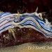 nudibranch_sne_h_0109_yap0446.jpg